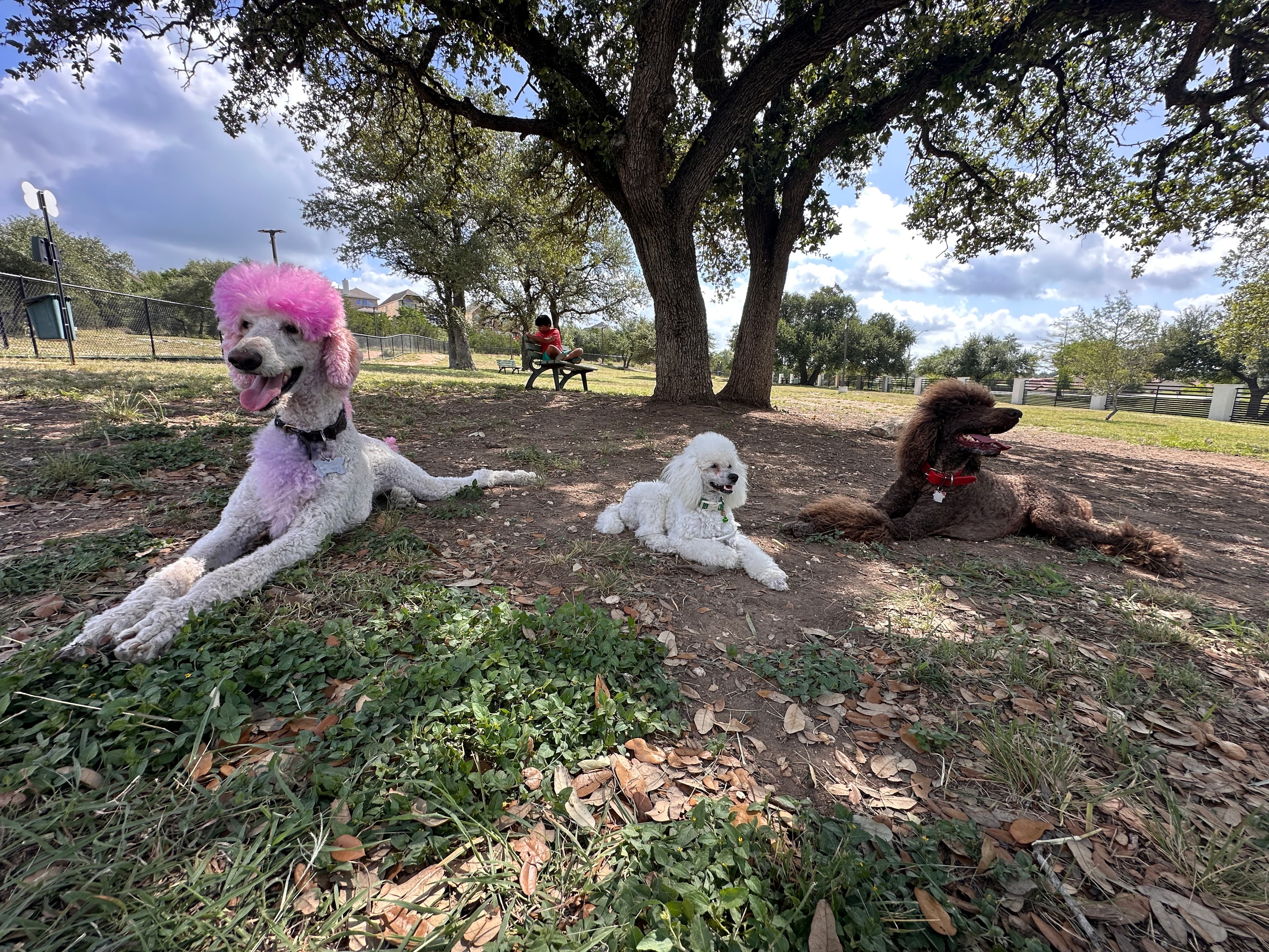 Poodle & Doodle Dog Party